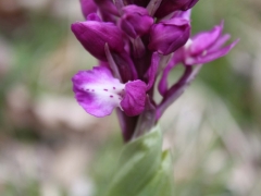 Orchis mascula, Early Purple Orchid