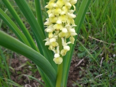 Orchis pallens, Pale-flowered Orchid