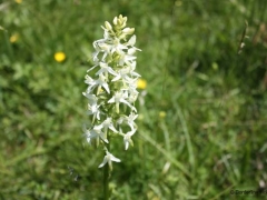 Platanthera bifolia, Lesser Butterfly Orchid