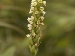 Gymnadenia albida, Small White Orchid
