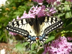 Papilionidae: Papilio machaon