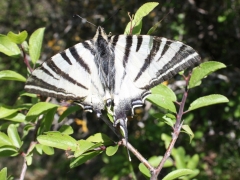 Papilionidae: Iphiclides podalirius