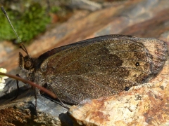 Satyridae: Erebia lefebvrei