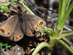 Satyridae: Erebia triaria