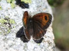Satyridae: Erebia rondoui