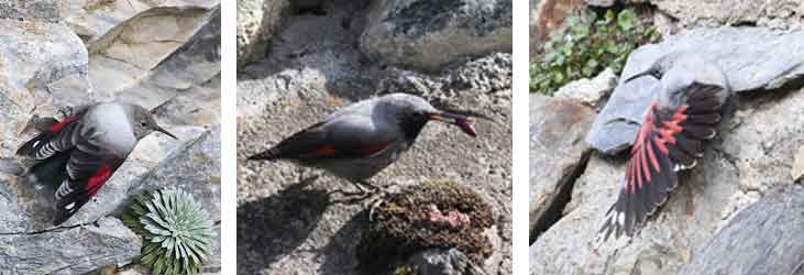 Wallcreeper